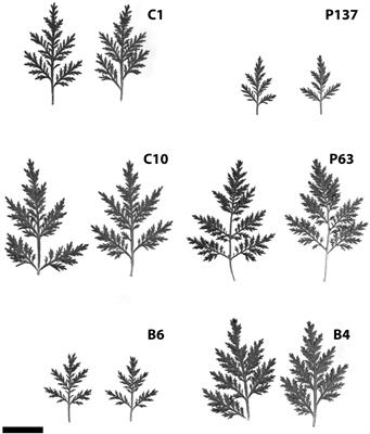 Selection and Clonal Propagation of High Artemisinin Genotypes of Artemisia annua